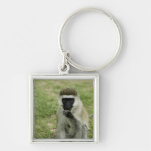 Chaveiro Macaco de Vervet que come, África