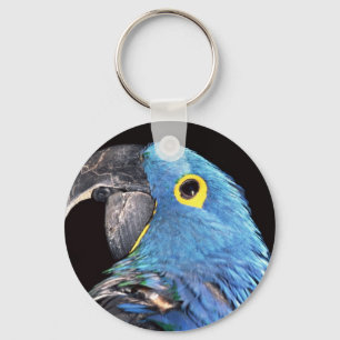 Chaveiro Macaw do jacinto