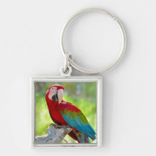 Chaveiro Macaw que senta-se no ramo