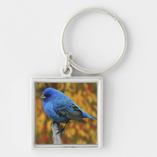 Chaveiro Male Indigo Bunting, Passerina cyanea