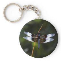 Male Widow Skimmer Dragonfly