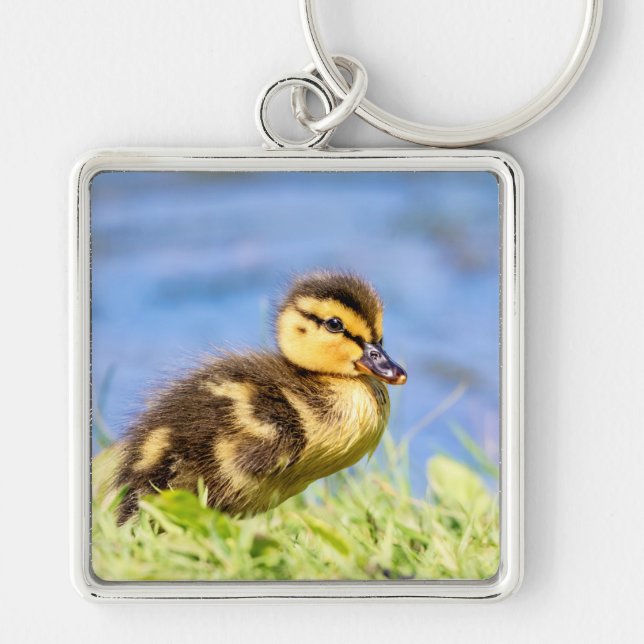 Chaveiro Mallard Duckling (Frente)