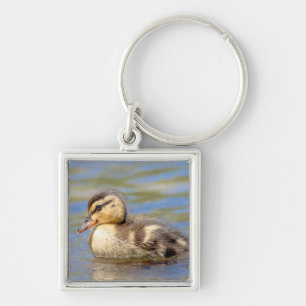 Chaveiro Mallard Duckling