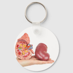Chaveiro Mão lisa que mostra o rim humano modelo