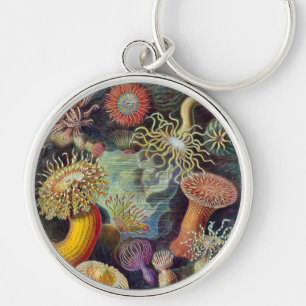 Chaveiro Mar Anêmona Natureza Científica Oceânica
