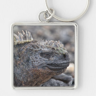 Chaveiro Marine Iguana