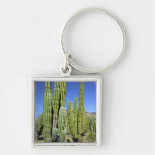 Chaveiro México, Sonora, San Carlos. Saguaro & Organ Pipe