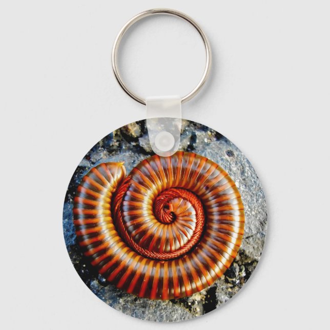 Chaveiro Millipede Trigoniulus Corallinus Artrópodes Enrola (Frente)