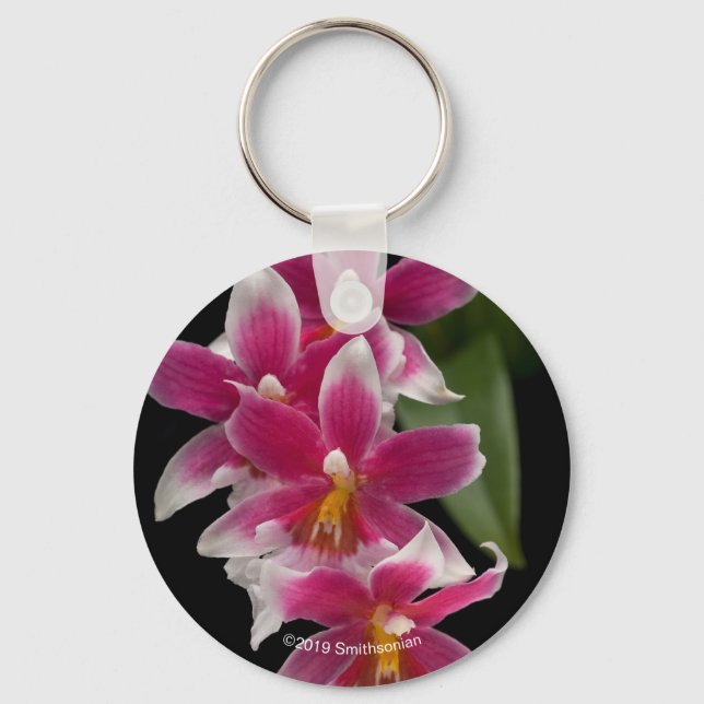 Chaveiro Miltonioda Sakura (Frente)