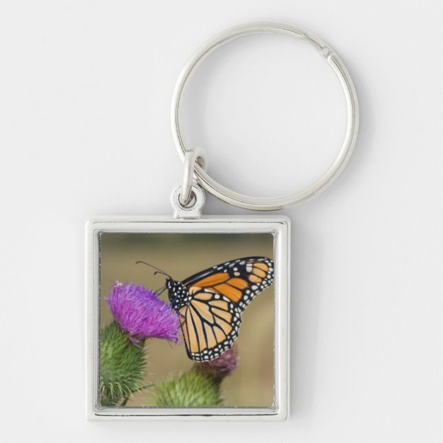 Chaveiro Monarca no cardo do pasto Thistle Prairie Ridge (Frente)