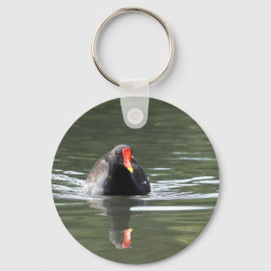 Chaveiro Moorhen e Reflexão
