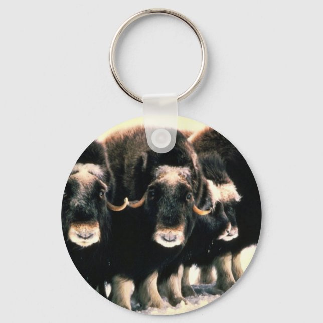 Chaveiro Musk Oxen (Frente)