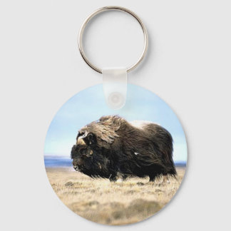 Chaveiro Musk Oxen