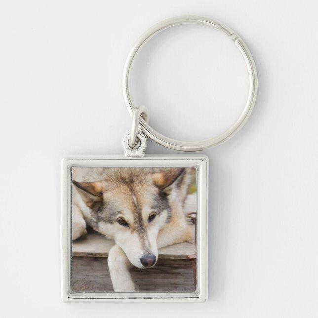 Chaveiro N.A., EUA, Alasca. Cães de trenó Husky (Frente)