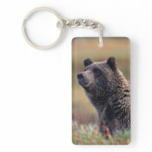 NA, EUA, Alasca, Parque Nacional Denali, Urso pard