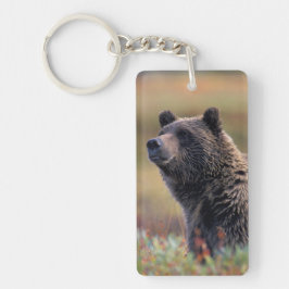 Chaveiro NA, EUA, Alasca, Parque Nacional Denali, Urso pard