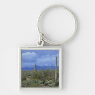 Chaveiro NA, EUA, Arizona, Monumento Nacional Saguaro,