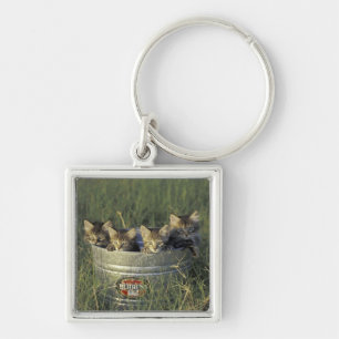 Chaveiro NA, EUA, Flórida, Flórida rural. De oito semanas