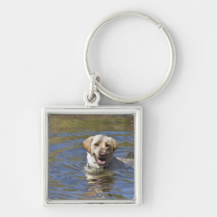 Chaveiro Natação do cão