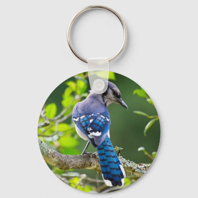 Chaveiro Natureza Fotografia Shy Blue Jay Roupa presente (Frente)