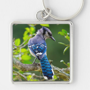 Chaveiro Natureza Fotografia Shy Blue Jay Roupa presente