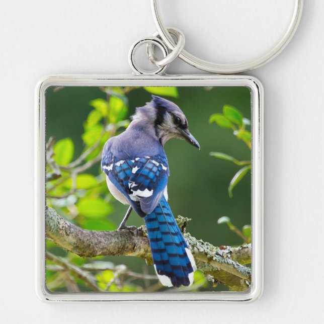 Chaveiro Natureza Fotografia Shy Blue Jay Roupa presente (Frente)