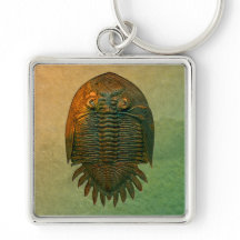 Neometacanthus Fossil Trilobite