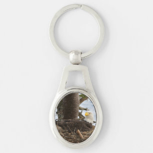 Chaveiro Nesting Bald Eagle