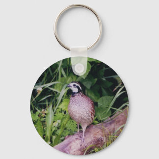 Chaveiro Norte Bobwhite Quail