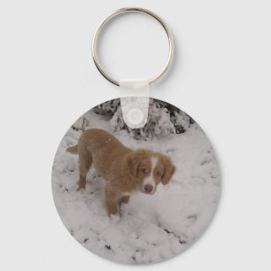 Chaveiro Nova_Scotia_Duck-Tolling_Retriever pup na neve