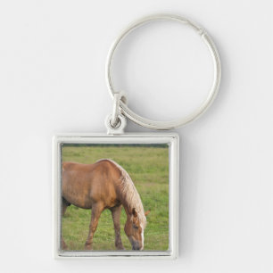 Chaveiro Novo Brunswick, Canadá. Cavalo no campo.