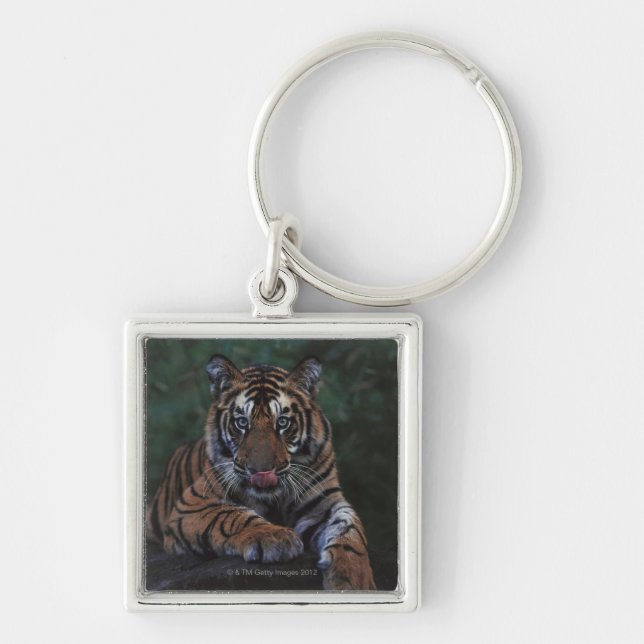 Chaveiro O tigre Cub reclina na rocha (Frente)