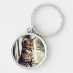 Chaveiro Observação do gatinho do gato malhado