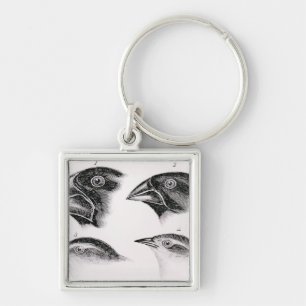 Chaveiro Observações do pássaro de Darwin