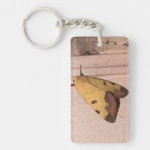 Ophiusa tirhaca, o tambor verde