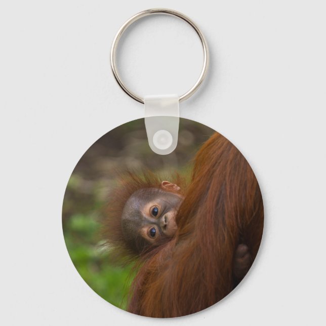 Chaveiro Orangutan Baby Dando Uma Olhada (Frente)