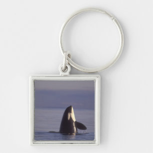 Chaveiro Orca assassina (Orca orcinus) em spyhopping perto