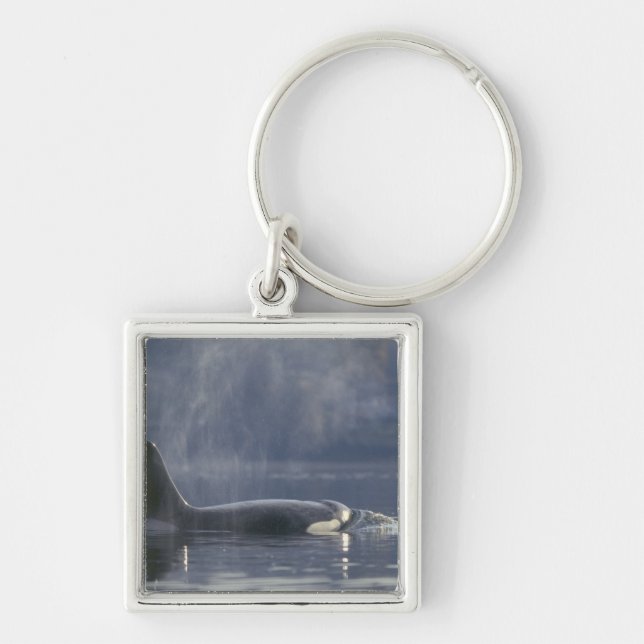 Chaveiro Orca fêmea adulta (Orcinus Orca), Puget (Frente)