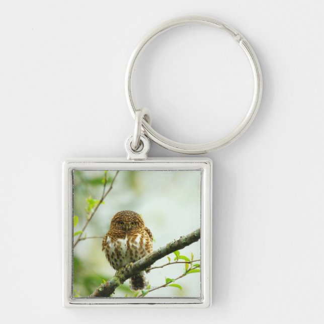 Chaveiro Owlet colocado um colar do pigmy que empoleira-se (Frente)