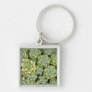 Chaveiro padrão de planta de stonecrop