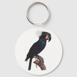 Chaveiro Palm Cockatoo, Probosciger aterrimus Parrot