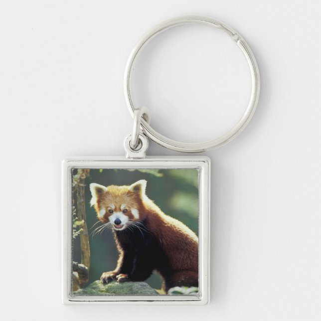 Chaveiro Panda Vermelho Ailurus fulgens) (Frente)