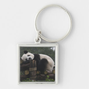 Chaveiro Pandas gigantes na Proteção de Pandas Gigantes