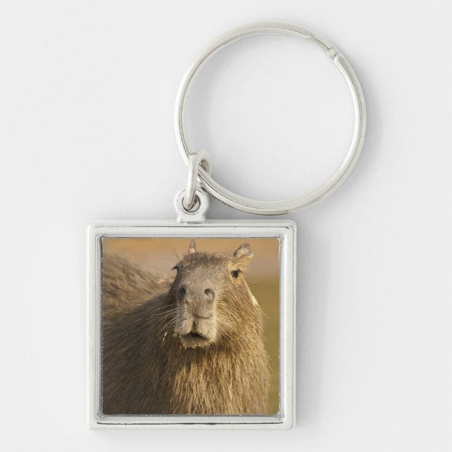 Chaveiro Pantanal, Brasil, Capivara, Hydrochoerus (Frente)