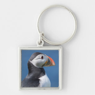 Chaveiro Papagaio-do-mar (Fratercula Arctica) no Penhasco
