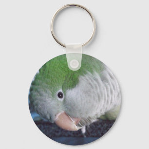Chaveiro Parakeet do quacre do Doin'? de Whatcha