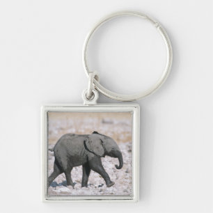 Chaveiro Parque nacional de Etosha, Namíbia