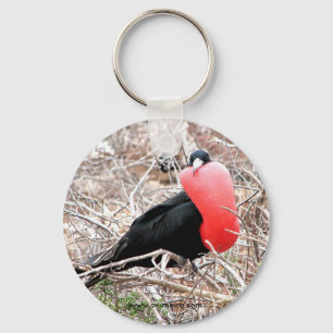 Chaveiro Pássaro de fragata (Fragata) na exposição de