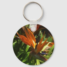 Pássaro do paraíso