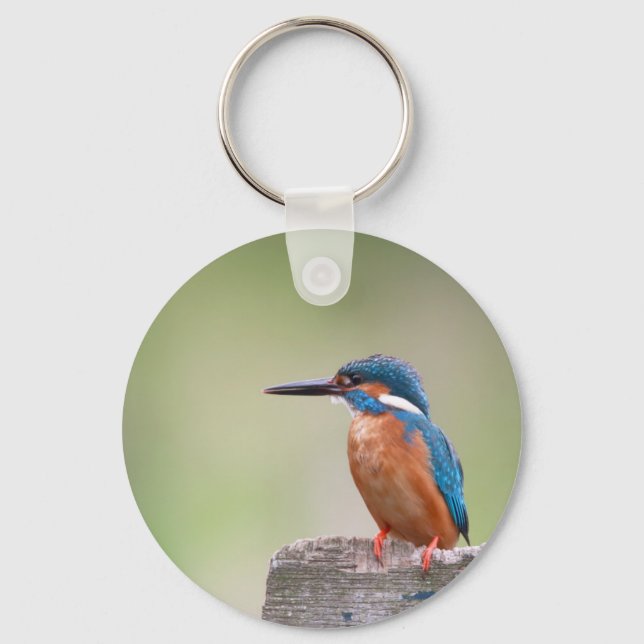 Chaveiro Pássaro Kingfisher. (Frente)